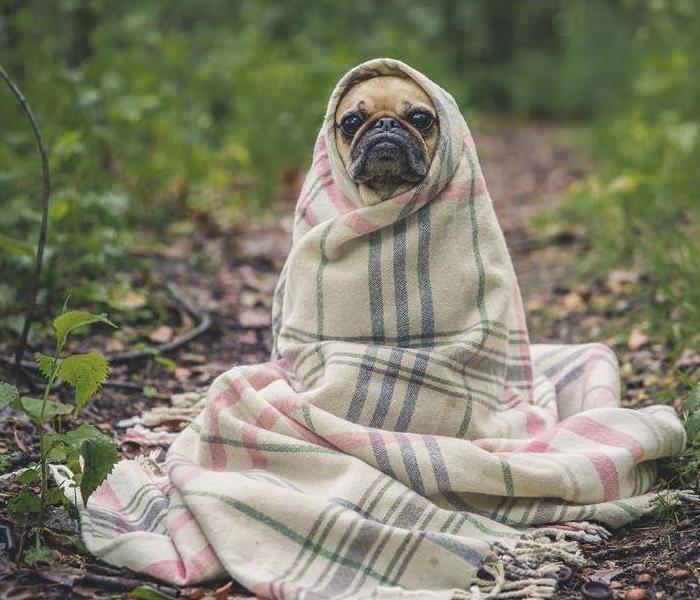 cute dog wrapped in a blanket