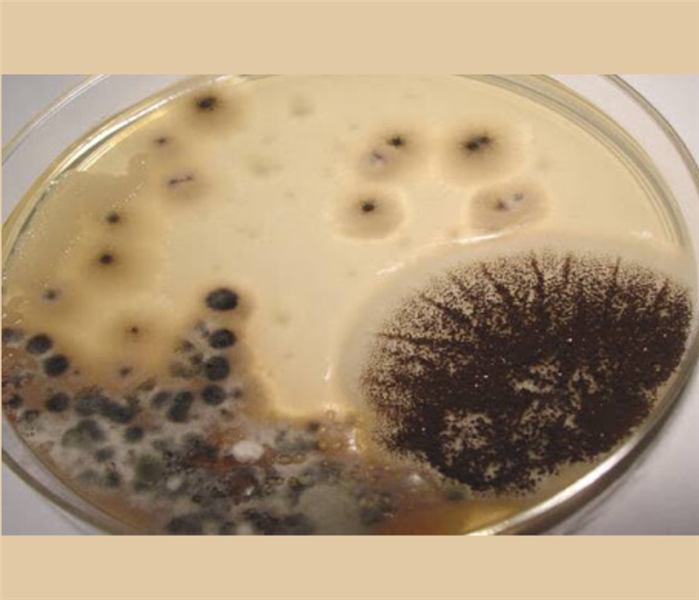 petri dish with mold in it